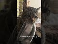 ハチは脳障害があるので、感情の起伏が激しい時がありますが、毛布のお仕事の時間はイライラ発散の大切なルーティーンです😌 #障害猫 #保護猫 #猫のいる暮らし #返事する猫