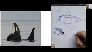 Drawing Orcas
John Muir Laws teaches how to draw orcas and a bit about their anatomy. Happy Oceans Month! Drawing Orcas