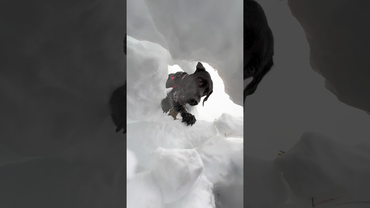 Avalanche Rescue Dog Completes a Live Training Test