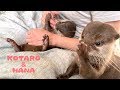 カワウソコタローとハナ　目が離せない２人の子どもとの日常  Otter Kotaro&Hana Always Fidgeting