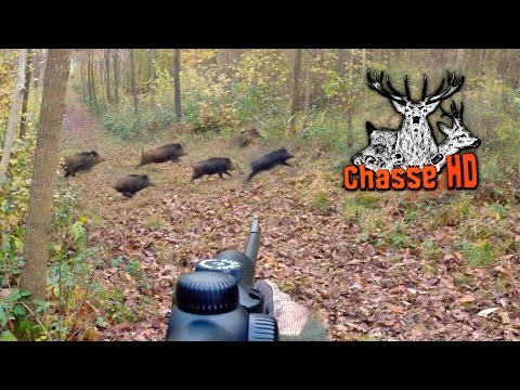 ma-plus-belle-battue-de-sangliers---chasse-hd
