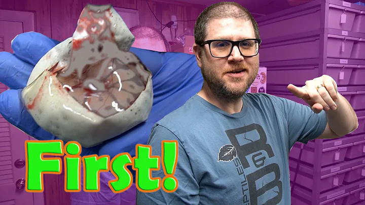 Lori Ball Pythons! World's Firsts?
