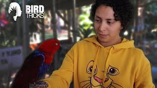 How To AVOID Triggering Hormones in an Eclectus Parrot