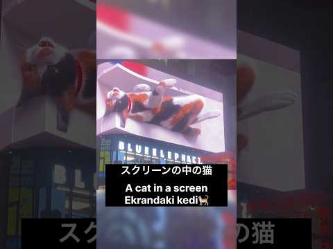 とびでる巨大猫 a cat in a screen / ekrandaki kedi #shorts #新宿 #shinjuku #東京 #tokyo #travel #旅行 #猫 #cat
