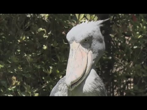 クジラアタマの王様 諏訪部順一 イケイケロックンローラー編