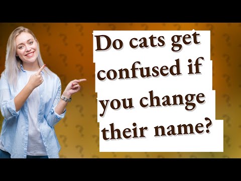 Videó: Miért fluoreszkáló világít Buzz, miért macskák a macskaként, megváltoztathatja jogi nevét csak egy első vagy vezetéknévre és többet