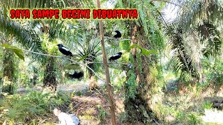 Bawa karung Mikat burung Kacer disini, Burung kacer ngobra dan teler saat dipikat, Bird Trap