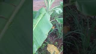 មកស្រាយចម្ងល់ បម្រាម និងជំនឿដែលថាចាស់បុរាណហាមមិនឱ្យដាំចេកខែវស្សា