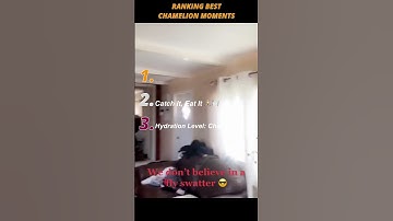 HIlarious Chamelion MOMENT #chameleon #india #funny #coc #Funny #NotToLaugh #Unexpected #animalfail