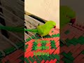 Green parrot talking shorts viralshorts viral parrot