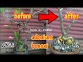 ADENIUM BONSAI|PAANO GUMAWA NG ADENIUM BONSAI|KALACHUCHI BONSAI|HOW TO MAKE ADENIUM BONSI