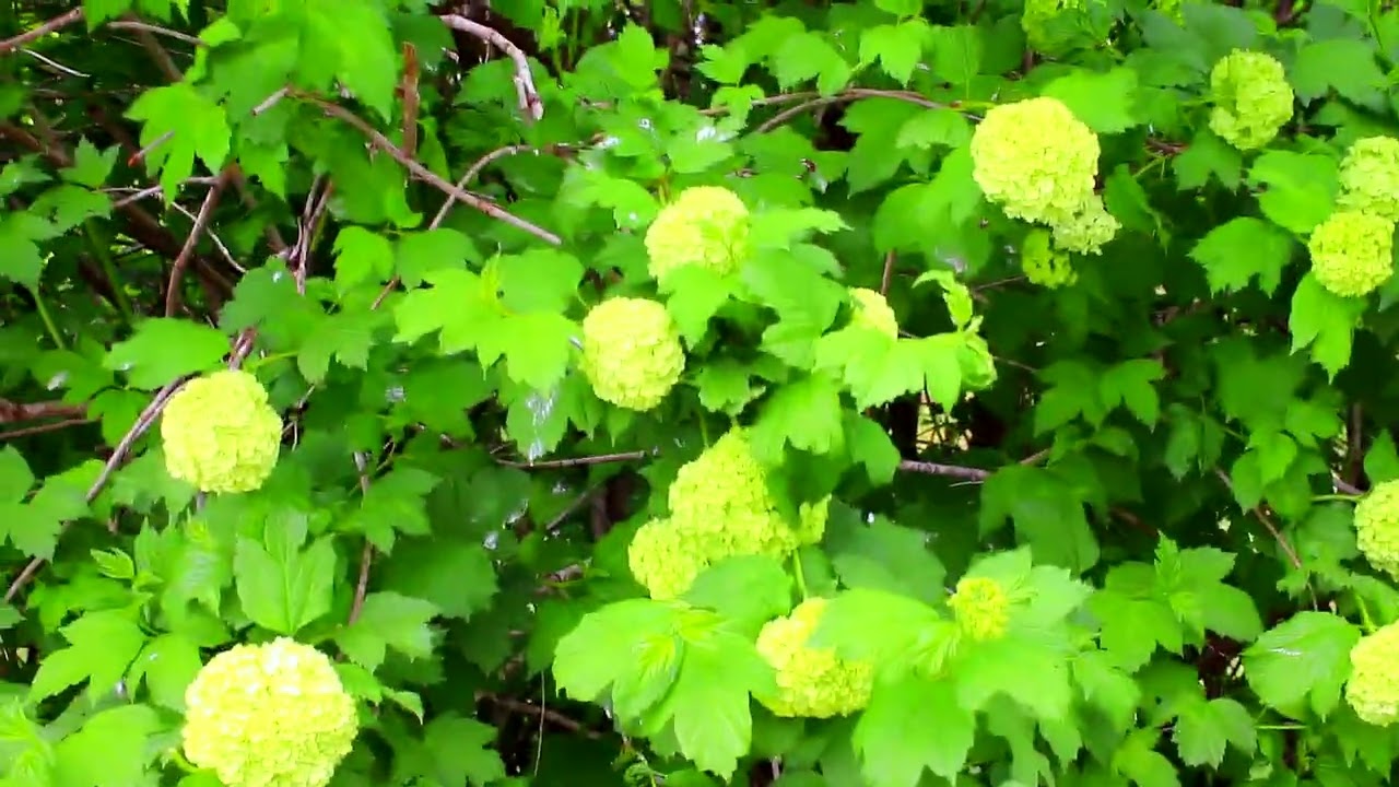 КРАСИВО. ФУТАЖ  КРАСОТА  ВЕСНЫ  Любителям  красоты  ПОДПИШИСЬ !