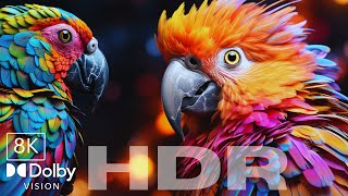 majestic birds of paradise in breathtaking 8K HDR 120fps!