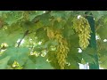 Сорт винограда Хусайне Келин Бармак (Дамские пальчики)
