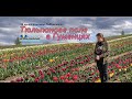 Тюльпанове поле в Гуменцях. 10 км від Кам'янця-Подільського