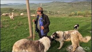 Oile lui Tamango .Stana DL NECULAE din Budacul de jos.B-N