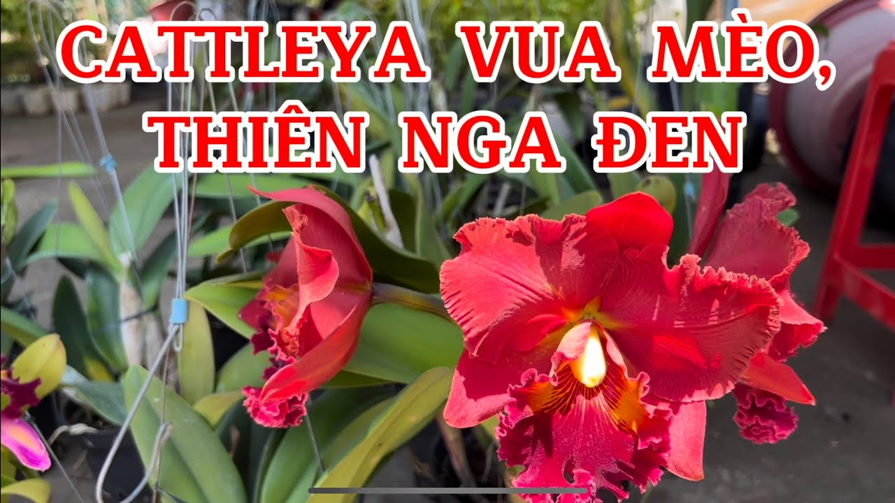 #thienngaden Lan Cattleya vua mèo, thiên Nga đen-0834608769-LAN RỪNG ...