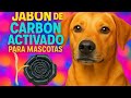 🐾 Cómo hacer JABÓN  para PERROS con CARBÓN activado : elimina malos olores y cuida su piel 🐶 #32/100