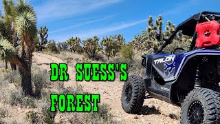 Joshua Tree SXS Ride Honda Talon 1000