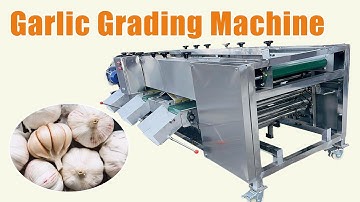 Top-notch Garlic Grading Machines Reviewed | 3-6 Levels Garlic Sorting
