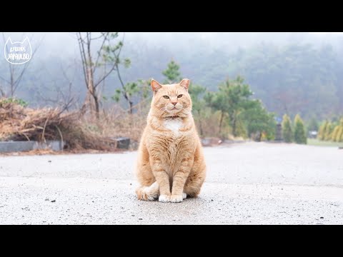 비가 오는데 집에 안 간다고 버티는 고양이