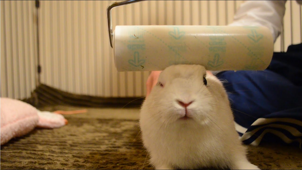 うさぎさんに初めてコロコロをしたら何とも言えない不思議な表情になり  