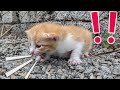 Newborn kitten do not receive love from their mother, panicking and begging for help!