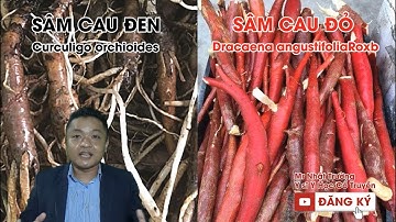 Phân biệt Sâm Cau Đen (Tiên Mao) – Sâm Cau Đỏ, Công dụng mỗi loại