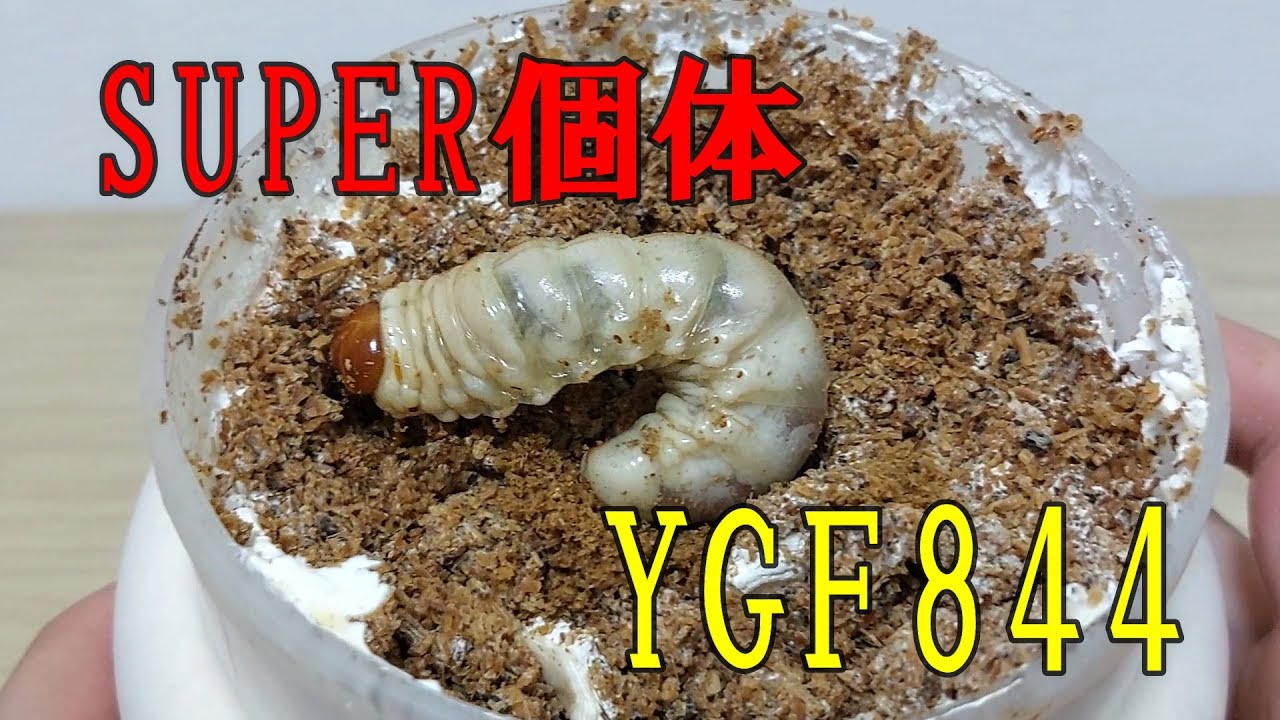 大型血統】ロマンの塊!!国産オオクワガタのSUPER個体「YGF844 大型血統】ロマンの塊!!国産オオクワガタのSUPER個体「YGF844
