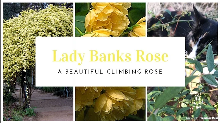 How To Plant A Lady Banks Climbing Rose 💚 Gardening Tips - DayDayNews