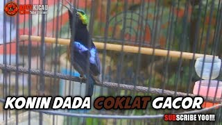 SUARA BURUNG KONIN: KONIN DADA COKLAT GACOR