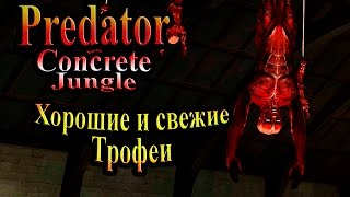 Прохождение Хищник Бетонные Джунгли (Predator Concrete Jungle) - часть 3 - Хорошие и свежие Трофеи Прохождение Хищник Бетонные Джунгли (Predator Concrete Jungle) - часть 3 - Хорошие и свежие Трофеи
