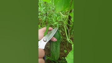 Harvest cucumbers #farming #harvest #cucumber#shorts #shortvideo