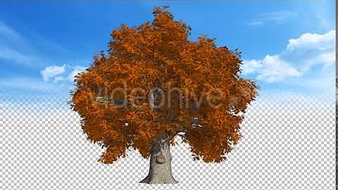 Autumn Tree | Motion Graphics - Envato elements