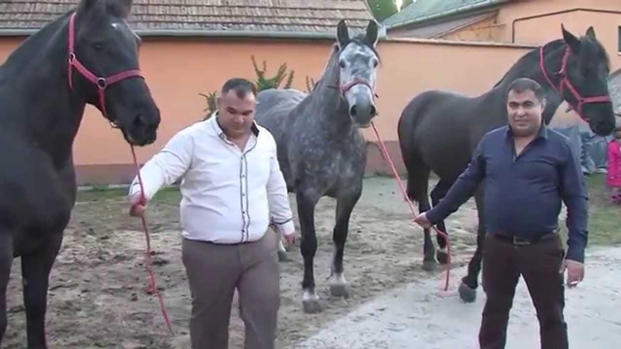 AJTAI Z. 33 születésnap