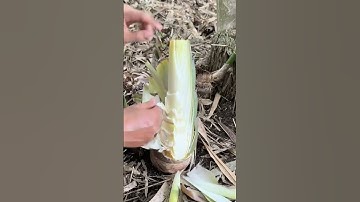 The process of taking bamboo shoots #shorts