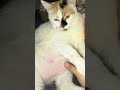 You're mine.. #cats #cutecat #piper #catshorts #catvideos