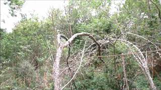 INTERDIMENSIONAL Bigfoot People