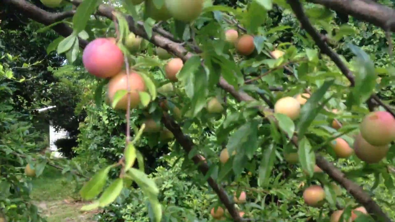 Blueberries and Plums June 9th 2018 YouTube