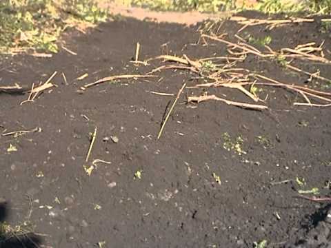 Сидераты - YouTube