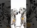 No Dalmatians were hurt! Do you want to generate the same? The prompt is on my instagram
