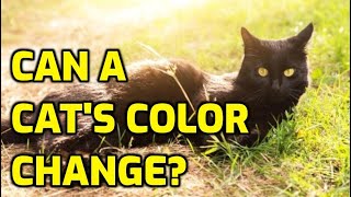 Why Is My Cat's Coat Changing Color?
