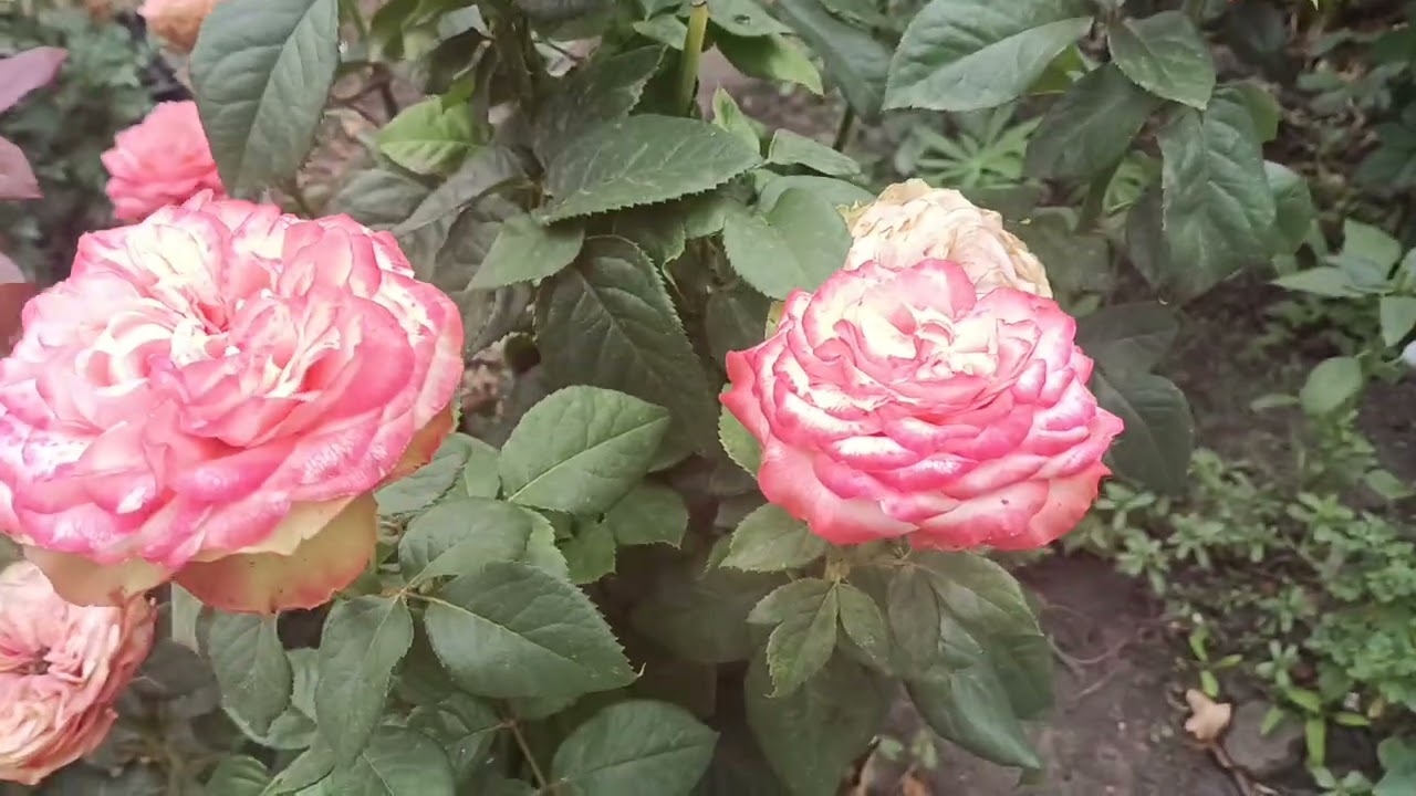 Що цвіте у серпні ?////Чому троянди мої не хворіють ?///