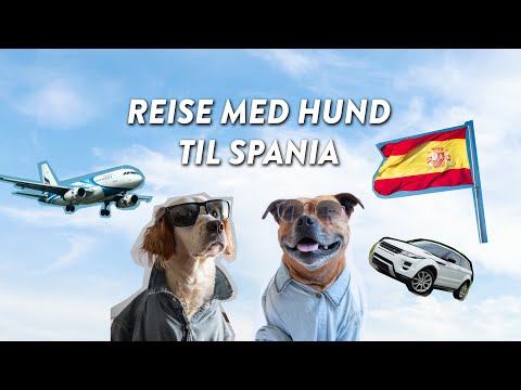 Reise med hund til Spania i Fly og Bil