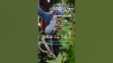 تلاوة خاشعة عطرة مباركة جميلة عذبة للشيخ سعد الغامدي سورة الضحى