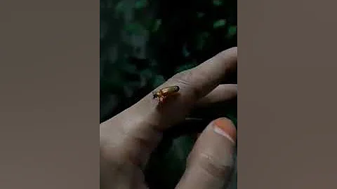 Jugnu#firefly#lampyridae#lightning bugs#jugnushorts#fireflymagic#shorts#viral#shortsfeed#yt