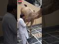 Qurbani Of Heavy Weight Camel قرباني من الإبل الثقيلة الوزن Shorts Qurbani2k24 Camelqurbani