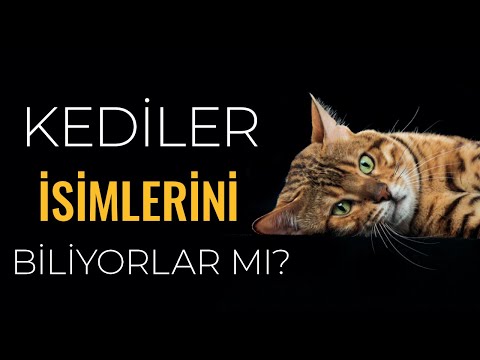 Video: Kediler İsimlerini Biliyor Mu?