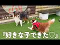 年下のおっとり男子に恋した犬、猛アピールが可愛すぎました🥺💕【ボーダーコリー・オーストラリアンシェパード】