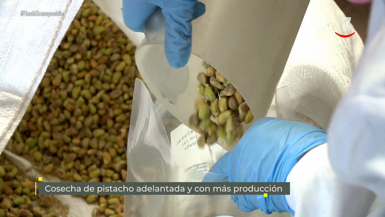 Flash El campo al día (21/09/2026): Cosecha de pistacho adelantada y con más producción